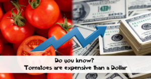 Tomatoes are likely to be expensive than a Dollar