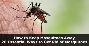 How to Keep Mosquitoes Away – 20 Essential Ways to Get Rid of Mosquitoes
